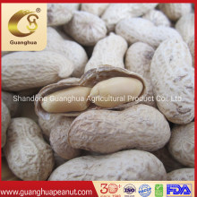 Wholesale Supply New Crop Roasted Peanut in Shell